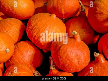 Pretty pumpkins piled high, glowing with autumn colour—ready for Halloween lanterns, cosy bakes and delicious homemade pumpkin pie Stock Photo