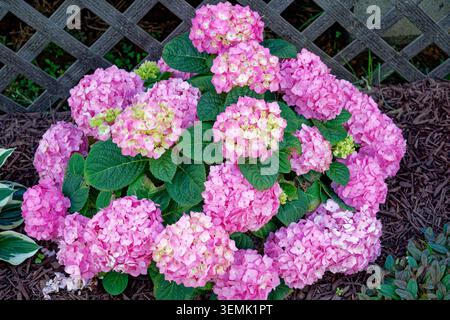 A compact reblooming vibrant pink macrophylla hydrangea shrub with large round clusters of flowers closeup view in a shade garden in springtime Stock Photo