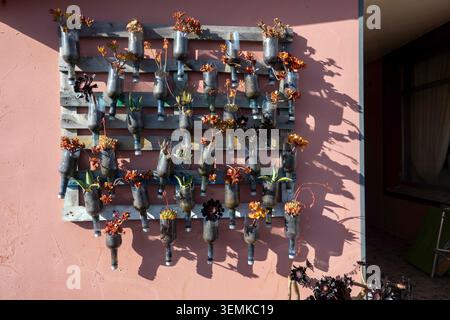 A creative vertical garden featuring colorful succulents growing in recycled plastic bottles mounted on a wooden pallet wall under bright sunlight. Stock Photo
