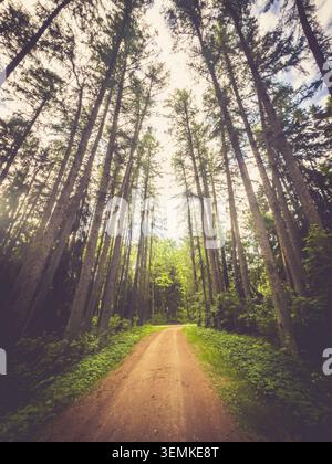 A road in the forest among very tall pine trees in the countryside Stock Photo