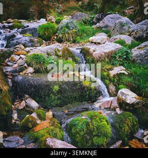 A small stream flows over moss-covered rocks and through lush green vegetation. The stream is on a Lake Distract fell. Stock Photo