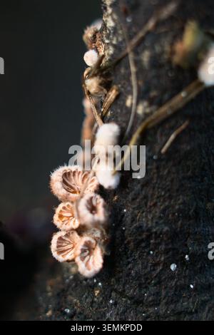 Macro close-up of tiny white cup fungi with distinct gills growing on a dark wet tree trunk. Stock Photo