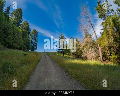 A wide dirt trail cuts through a grassy hillside meadow Stock Photo