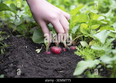 Bright red radishes with green leaves are held in the hands and testify to a successful garden harvest on a sunny day. The focus is on healthy product Stock Photo