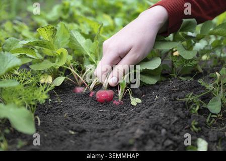 Bright red radishes with green leaves are held in the hands and testify to a successful garden harvest on a sunny day. The focus is on healthy product Stock Photo