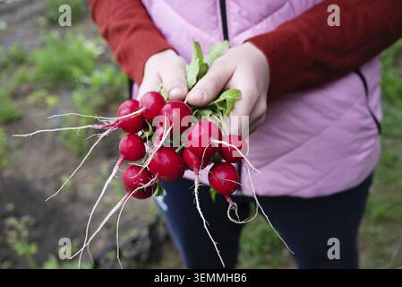 Bright red radishes with green leaves are held in the hands and testify to a successful garden harvest on a sunny day. The focus is on healthy product Stock Photo