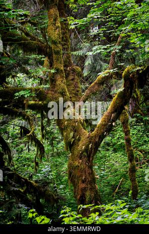 Old growth tree covered in moss with ferns on trunk in damp forest in Cascade Mountains of Washington State Stock Photo