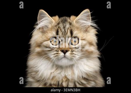 A cat portrait with round golden eye, white chest, and striped fur ...