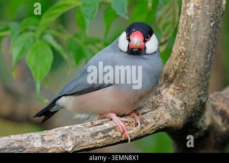 A colorful Java sparrow (Padda oryzivora) perched on a branch, Indonesia Stock Photo