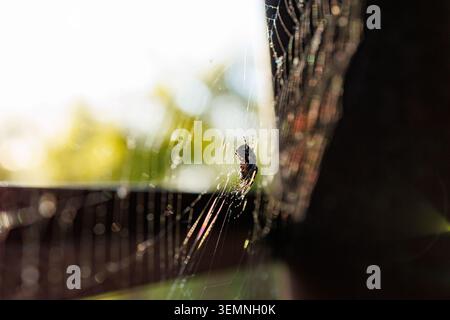 A spider web is visible, catching sunlight in a garden during the early morning. A spider is located at the center, waiting for insects. The setting i Stock Photo