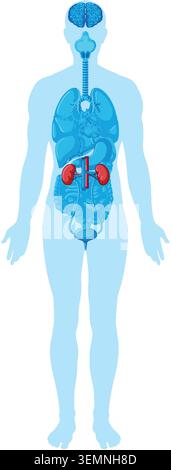 Flat vector human silhouette with internal organs, kidneys emphasized in red, clean medical infographic style Stock Vector