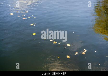 Maple leaves in water, floating autumn maple leaves. Selective focus Stock Photo