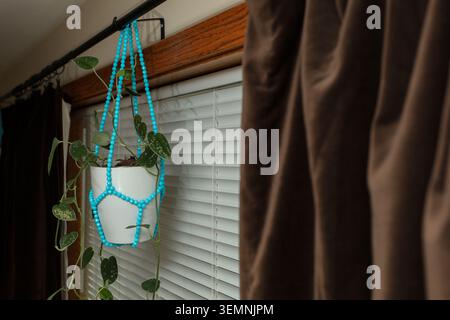 A pothos plant is placed in a macrame holder that is bright blue. The plant is hanging by a window. The blinds are closed, and curtains are draped bes Stock Photo
