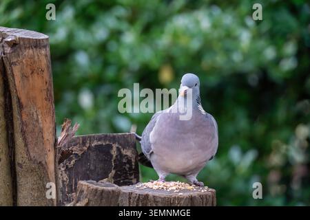 Common wood pigeon (Columba palumbus) perched on tree stump with scattered seeds, London, England, UK Stock Photo