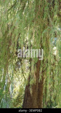 Detailed close-up of weathered tree bark with layered ridges, cracks ...