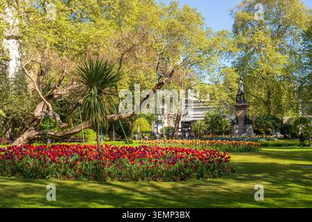 Spring Bulbs Flowering in Whitehall Gardens, Victoria Embankment Gardens, Stock Photo