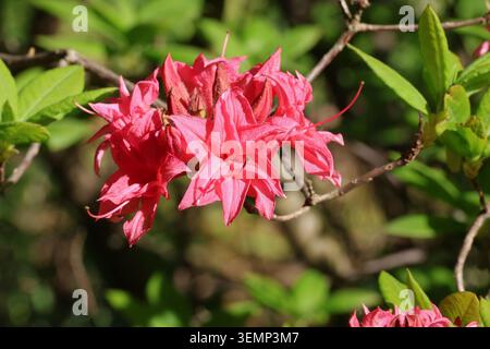 Rhododendron 'Homebush'. Close up cluster of trumpet shaped, rose pink, semi double, deciduous azalea flowers in late spring. Stock Photo