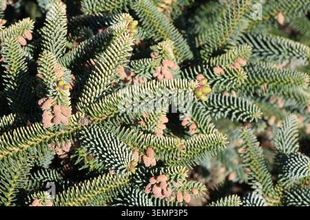 Abies pinsapo 'Aurea'. Close up full frame of new spring golden yellow foliage beginning to emerge with flowering cones and older darker green Spanish Stock Photo