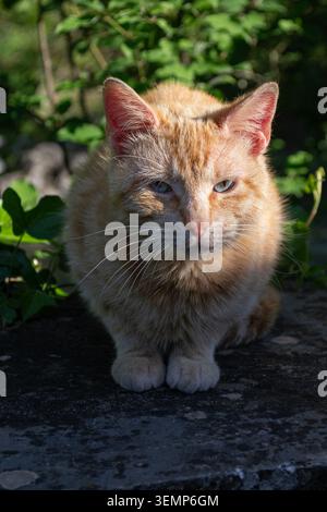 Ginger cat resting outdoors in green garden Stock Photo
