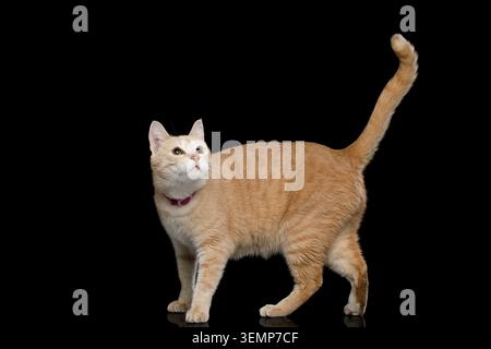 Orange tabby cat standing with tail raised high and pink flea collar on black background, full body studio portrait Stock Photo