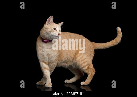 Orange tabby cat standing in side view with pink flea collar and tail raised on black background, full body studio portrait Stock Photo
