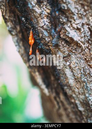 Mango tree (Mangifera indica) bark with viscous, amber-colored sap oozing from the surface. The rugged texture of the bark contrasts with the smooth, Stock Photo
