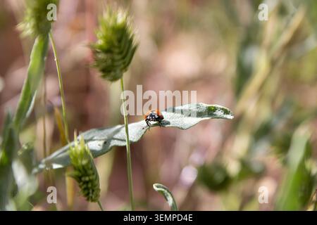 Ladybug resting on green leaf macro Stock Photo