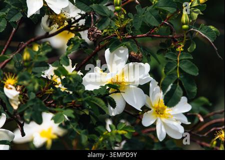Wild rose blossoms in coastal nature reserve near Heiligenhafen Stock Photo