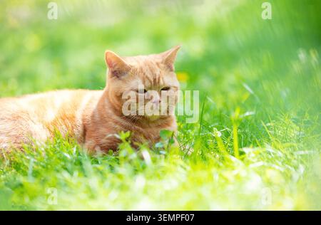 Funny red kitten sits on a green lawn on a summer sunny day Stock Photo