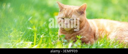 Funny red kitten sits on a green lawn on a summer sunny day Stock Photo