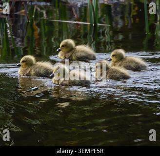 Close up of fluffy baby Canada geese swimming in a pond together. Stock Photo