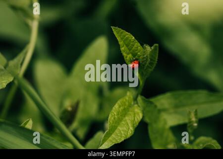 Tiny red ladybug sits on a lush green leaf Stock Photo