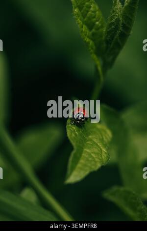 Small red ladybug sits on a vibrant green leaf Stock Photo