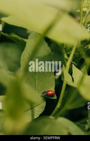 A tiny red ladybug resting on a green leaf Stock Photo