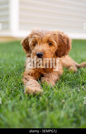 Goldendoodle puppy lays in backyard green grass Stock Photo