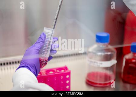 Scientist pipetting a sample in a laboratory Stock Photo