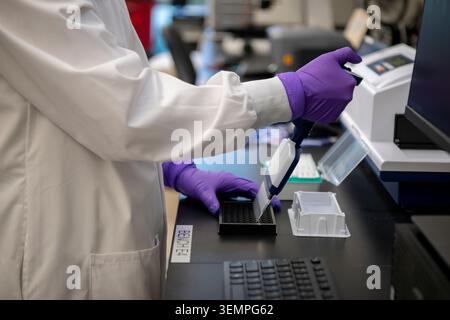 Scientist using a multi channel pipette in a laboratory Stock Photo
