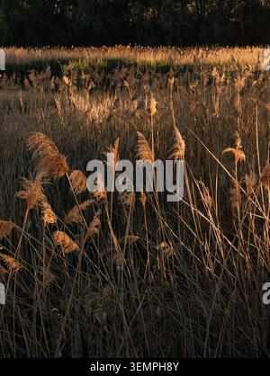 Golden hour sunlight on dry reed grass field. Warm sunset light illuminating dry pampas reed grass growing along a small pond. Stock Photo