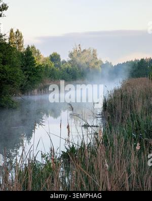 Misty morning on the river. Mist rising from calm river lined with dry reeds at sunrise. Narrow river framed by tall green reeds and lush trees. Stock Photo