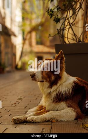 A side profile shot of a brown and white dog resting on a paved street in a soft golden light. Stock Photo