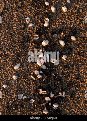 Beautiful texture of wet sea sand and small white seashells on the beach during a golden sunset in Jurmala, Latvia, Baltic sea coast. Stock Photo