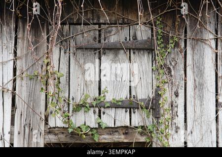 detail of doors and window with rusty hinges on old derelict abandoned wooden stable with attractively split, knotted and grainy old weathered wood Stock Photo