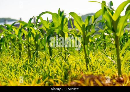 Young green corn seedling growing in irrigated furrow on soil farmland, sustainable agriculture Stock Photo