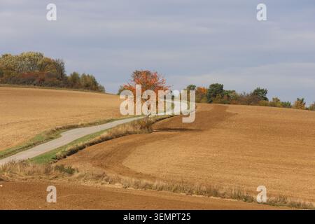 A road runs through a field of brown dirt with a tree in the middle. The road is empty and the sky is cloudy Stock Photo