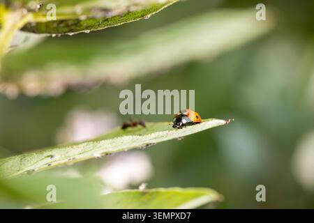 Ladybug walking on a fresh green leaf, with aphids and an ant in the background, showing insect life in nature Stock Photo