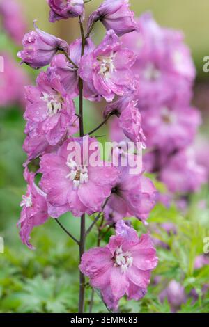 Delphinium elatum Raspberry Rhapsody, spikes of double or semi-double raspberry pink flowers Stock Photo