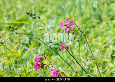 Flowering Red campion flowers on a meadow Stock Photo
