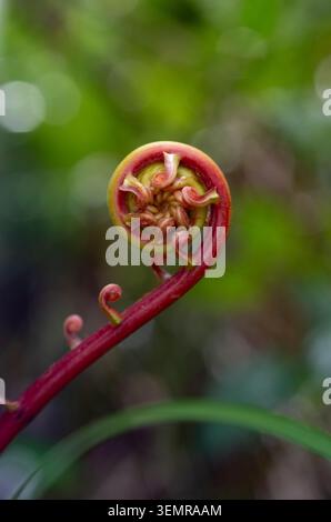 Macro of a coiled Blechnopsis orientalis fern fiddlehead with a vibrant red stem against a bright green blurred bokeh backdrop. Stock Photo