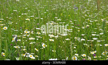 Wild daisies in the meadows in springtime. Stock Photo