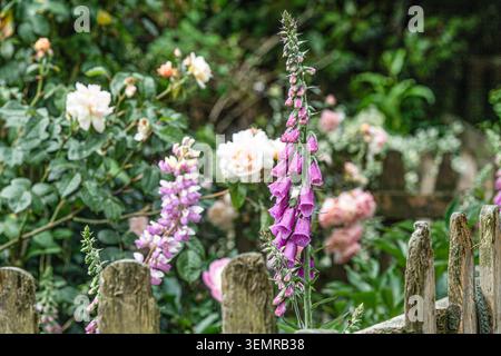 Lupin, foxglove and roses in a garden in summer Stock Photo